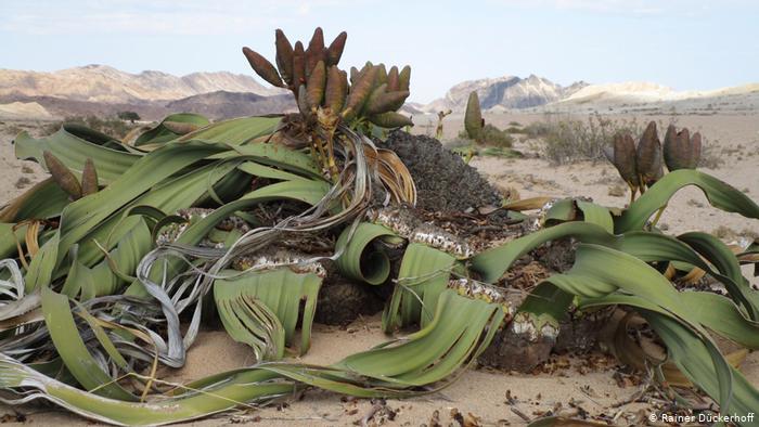 Welwitschia plant