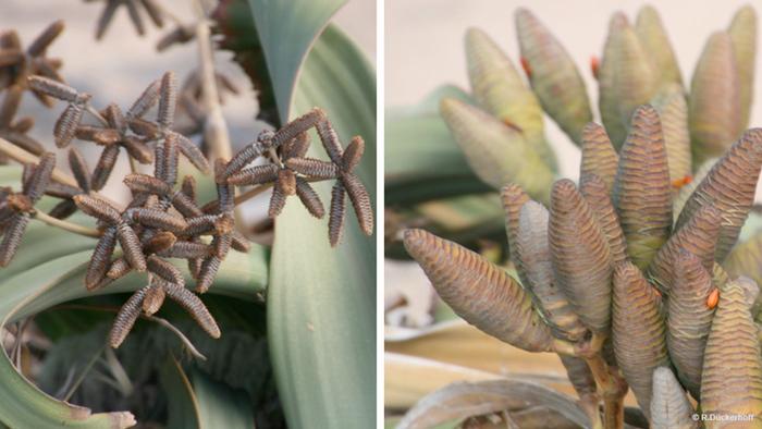 Welwitschia plant gender