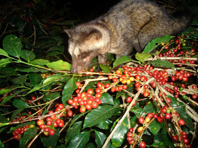 kopi luwak animal