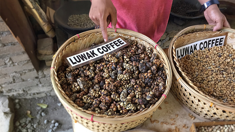 Kopi Luwak coffee beans